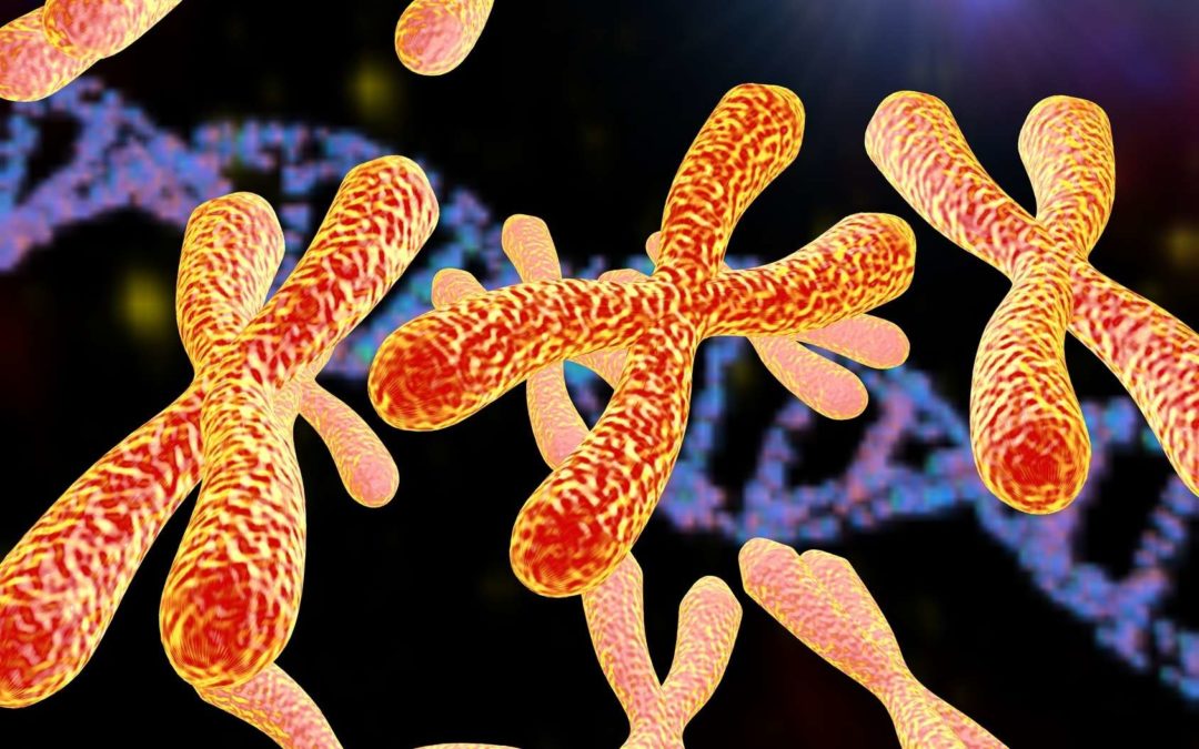 Les principales différences entre l’ADN et le chromosome